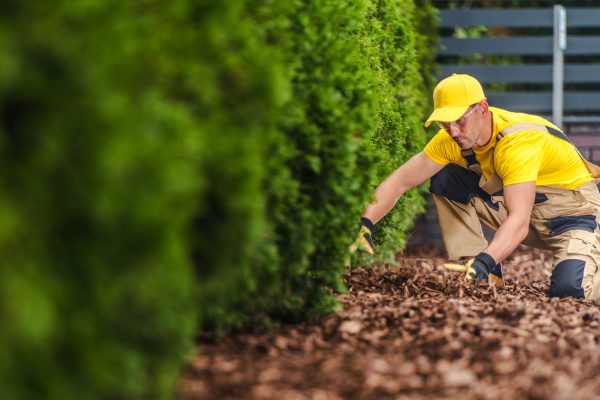 professional-caucasian-gardener-taking-care-garden-mulch-row-thujas-planted-along-fence-landscape-gardening-theme